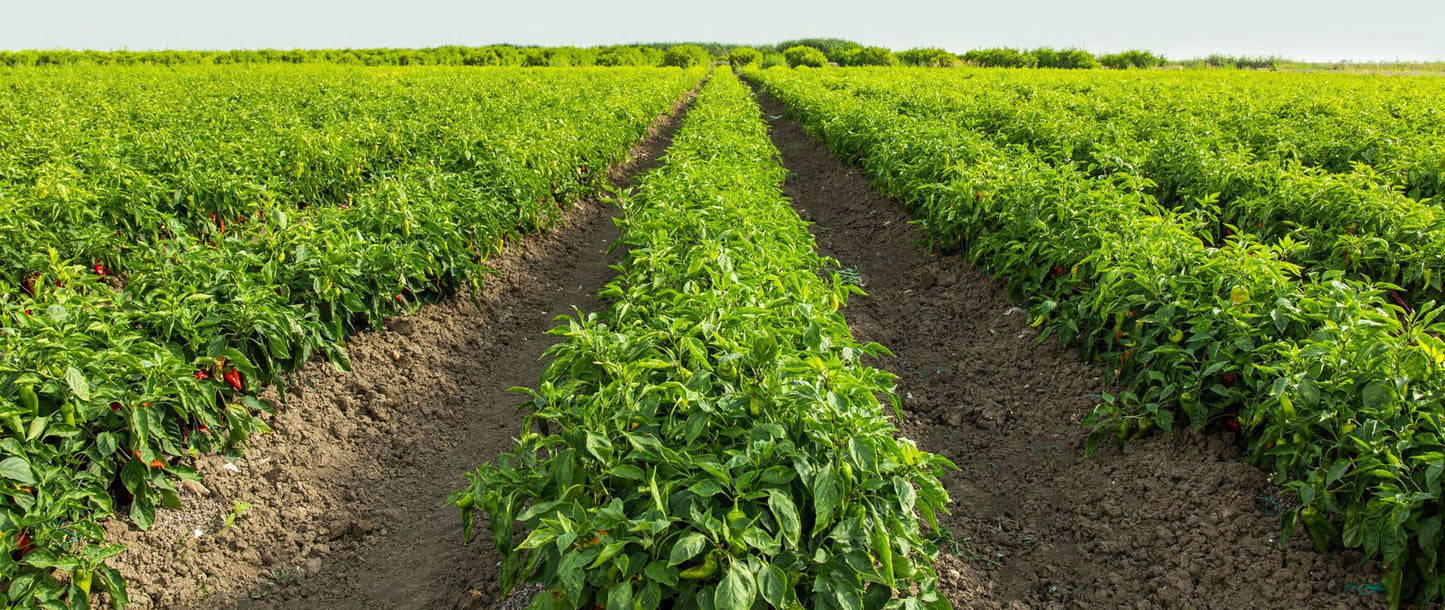 Vilgain Chiliszósz extra csípős füstölt paprika ízű 185 ml